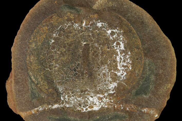 Fossil Arthropod (Cyclus) Nodule - Illinois #142479